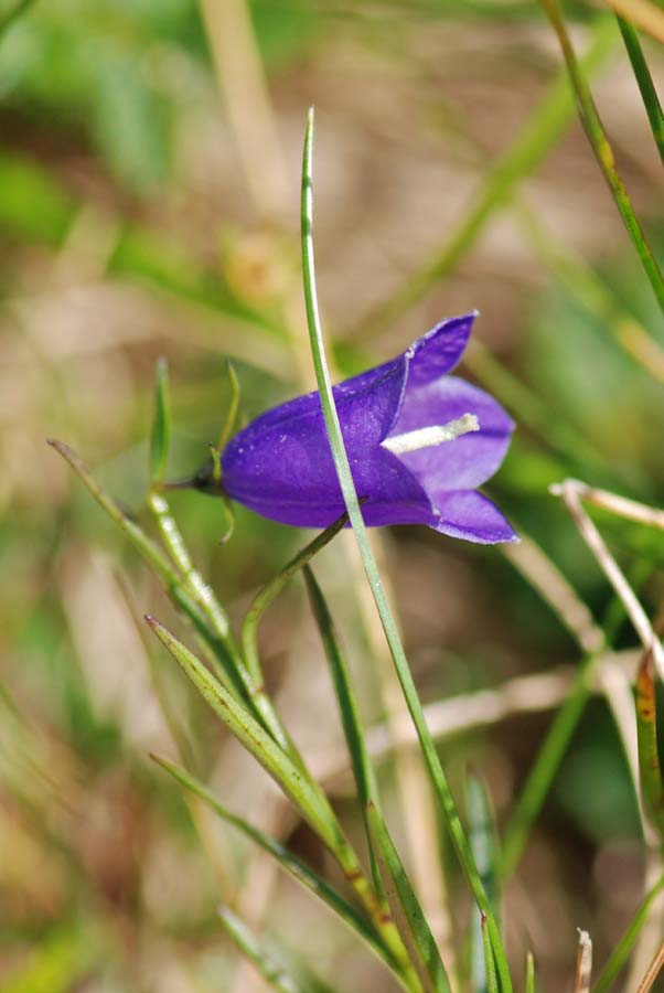 Campanula  da id.